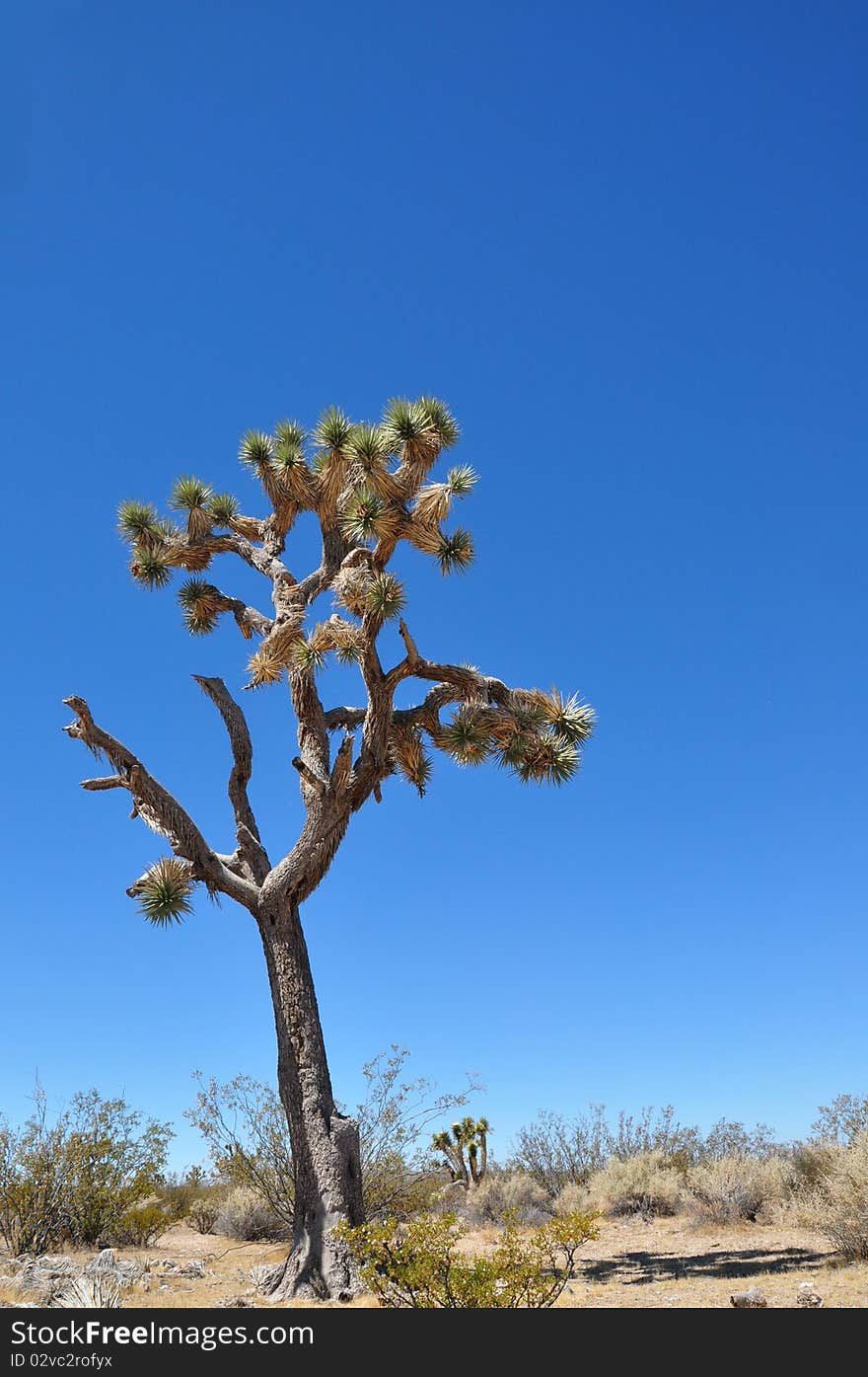 Joshua Tree in Mojave Desert National PArk. Joshua Tree in Mojave Desert National PArk