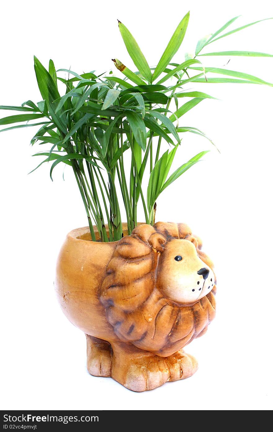 Lion pot plant