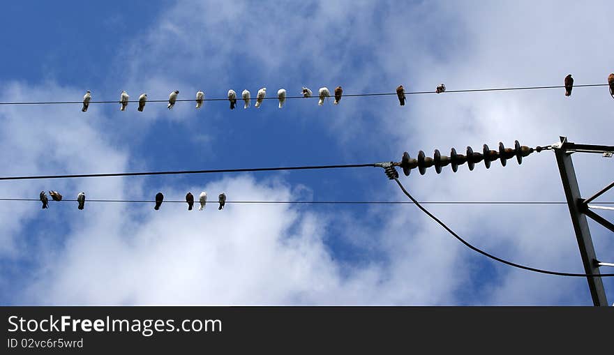 Birds (pigeons) on the electrical wires