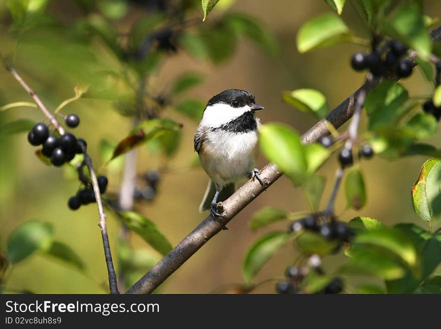 Black-capped Chickadee Poecile atricapillus perched in blackberry tree