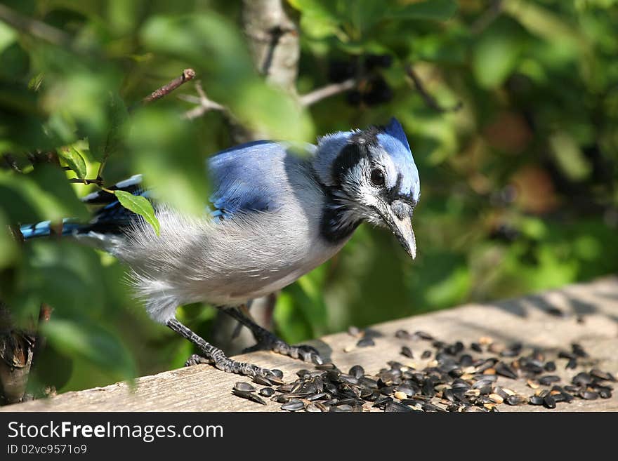 Blue-jay Cyanocitta cristata feeding on seeds in sun