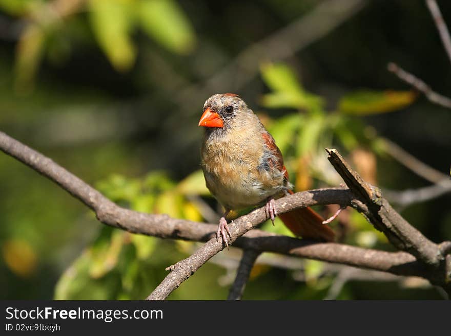 Cardinal Female perched in tree in morning sun