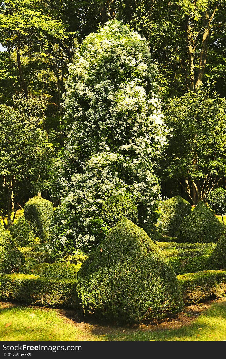 A beautiful lush garden in the summer. A beautiful lush garden in the summer