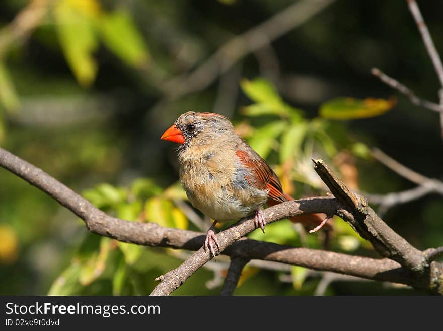 Cardinal Female perched in tree in morning sun