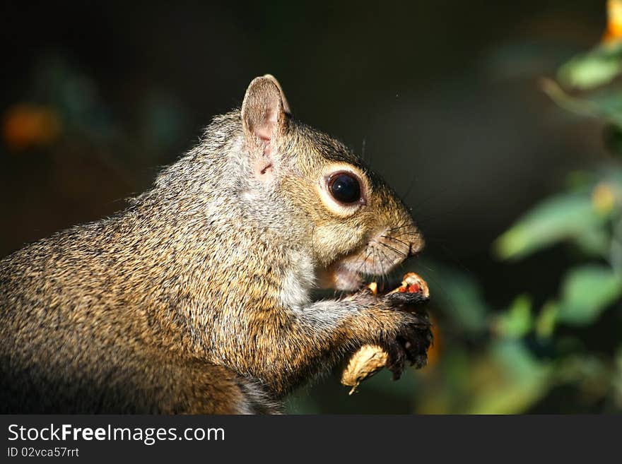 Eastern Gray Squirrel Sciurus carol feeding on seeds in sun