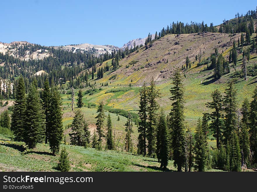 Lassen valley view with flowers