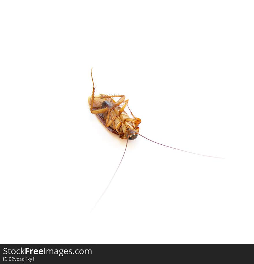 Dead Cockroach on his back. Isolated on white Surface