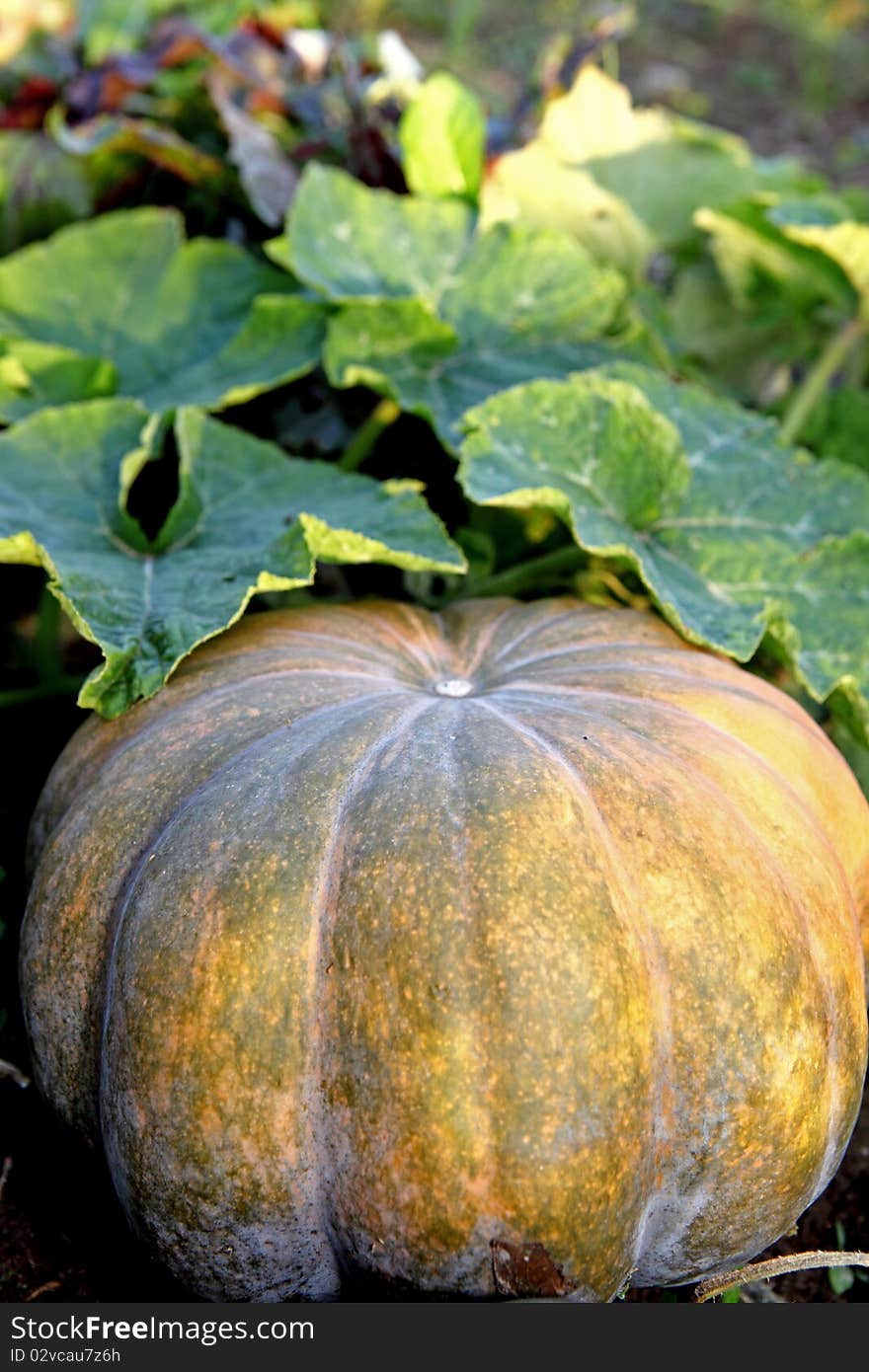 A pumpkin in the sunny day