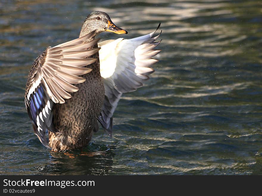 Mallard Duck Anas platyrhynchos Female wings open in sun