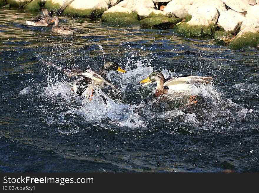 Mallard Duck Anas platyrhynchos Male fighting in sun