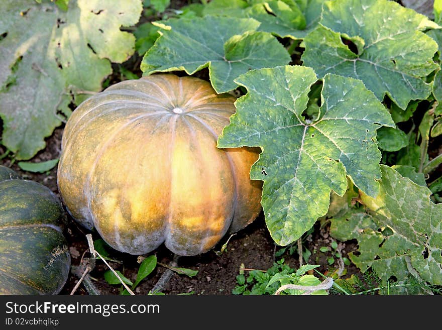 A pumpkin in the sunny day