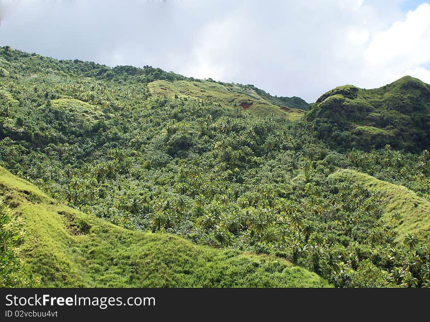 Taken in Guam looking up at a lush portion of a tropical rain forest. Taken in Guam looking up at a lush portion of a tropical rain forest.