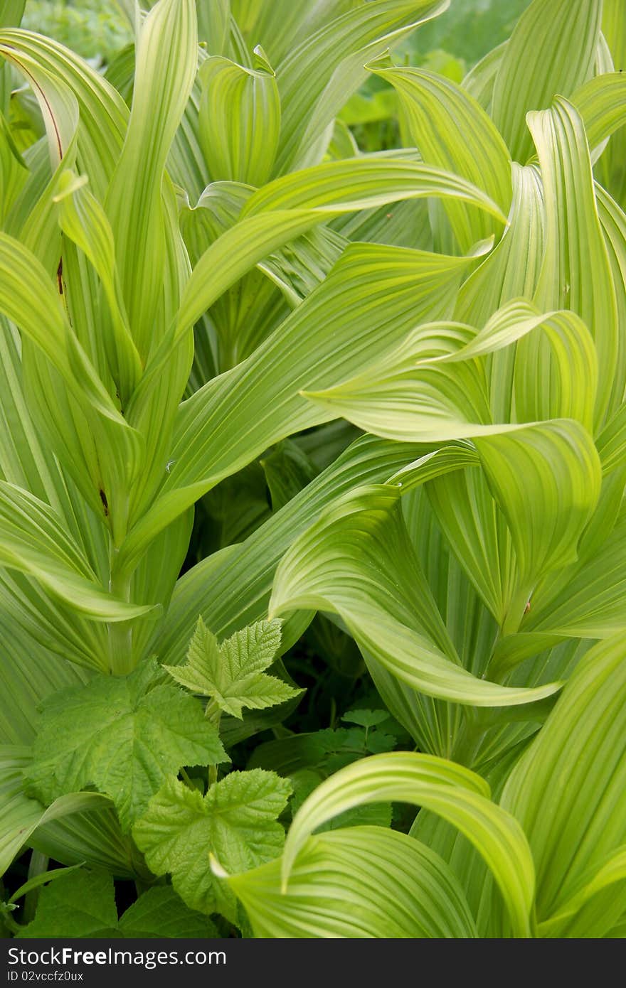 Fresh green leaves close up shot taken in Glacier national park. Fresh green leaves close up shot taken in Glacier national park