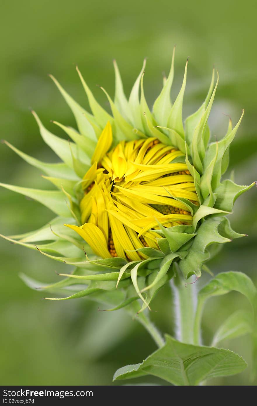 Close up shot of Fresh Sunflower bud