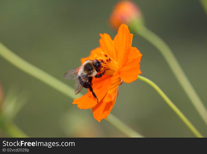 Macro shot of a single bee on orange flower. Macro shot of a single bee on orange flower