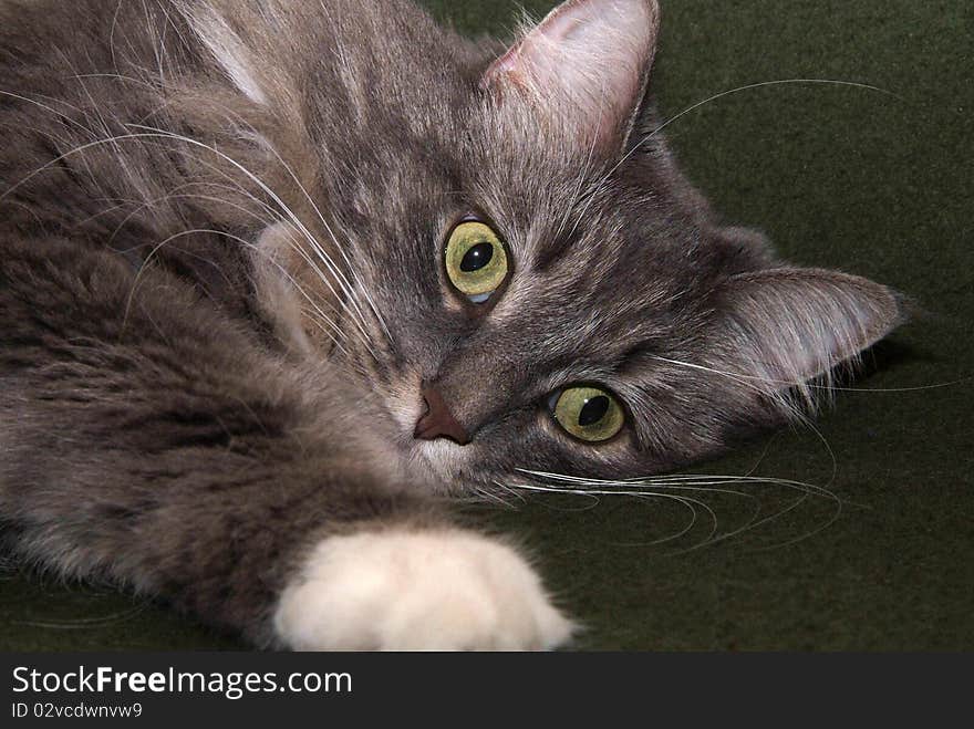 A close up of a cat's eyes. A close up of a cat's eyes