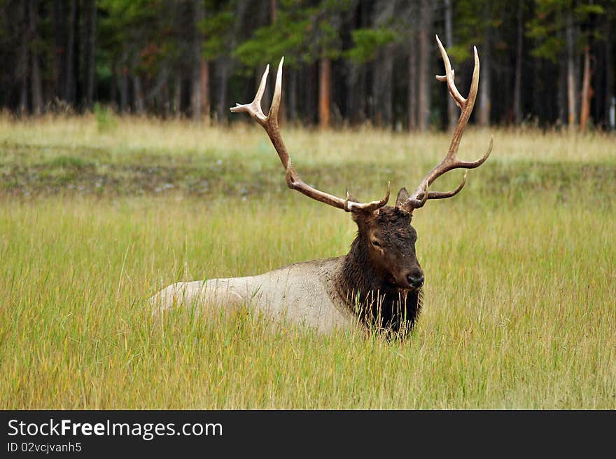 Lazy Elk