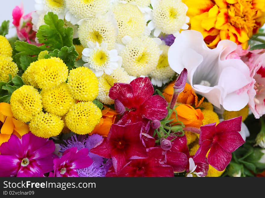 Beautiful colorful flowers close-up