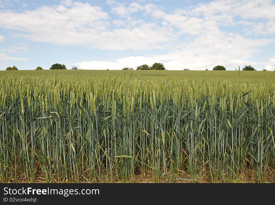 Field In An Saxon Landscape