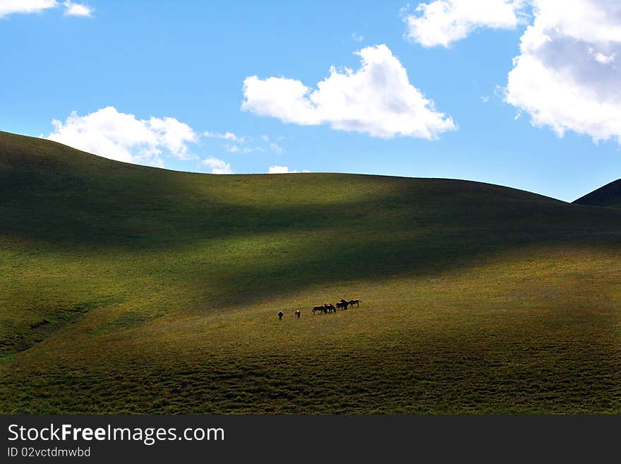 There are a lot of horses on the upland meadow