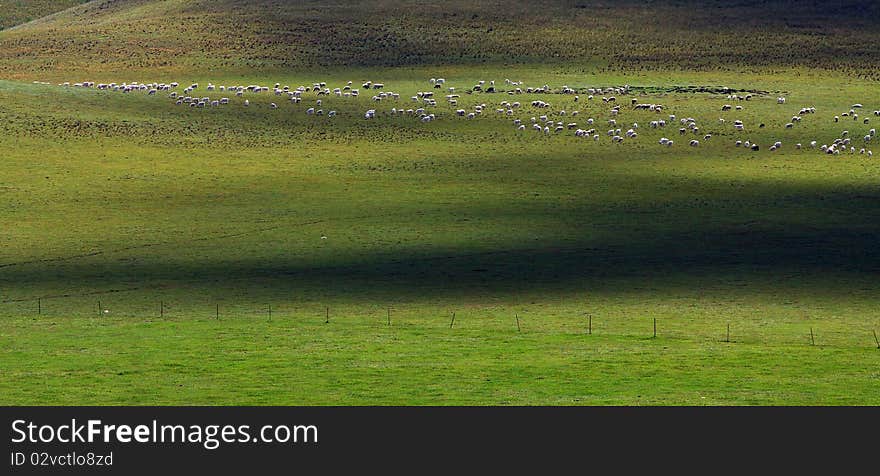 There are many sheep in the pasture