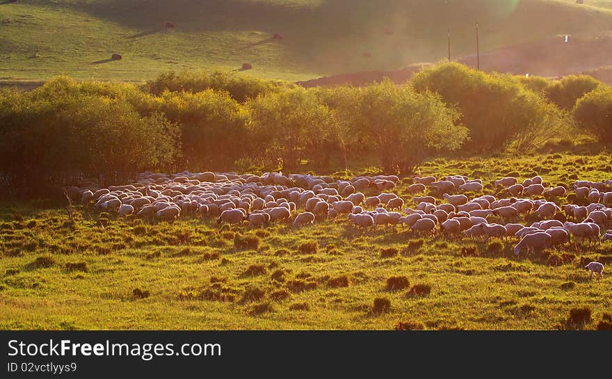 A group of sheep in the field