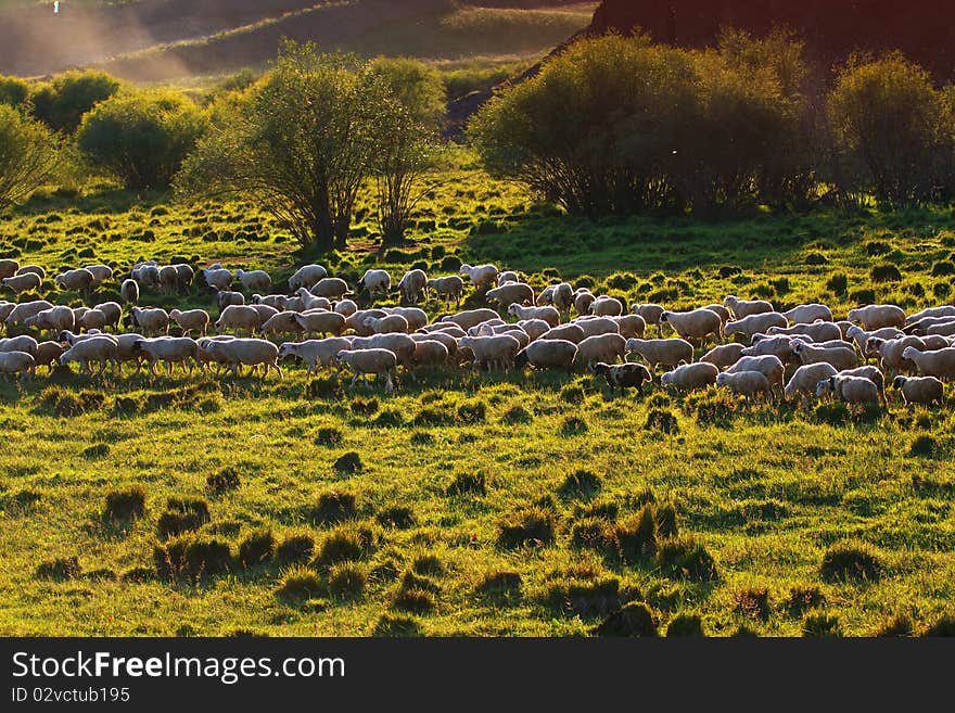 The flock are eating grass