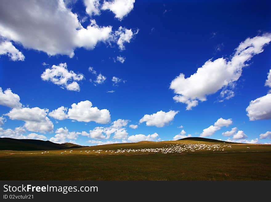 This is a beautiful grassland,there are many sheep.