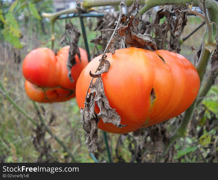 Red Vine Tomatoes