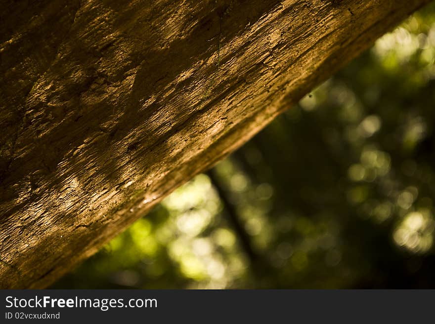 A close up of the Giant Sequoia Tree