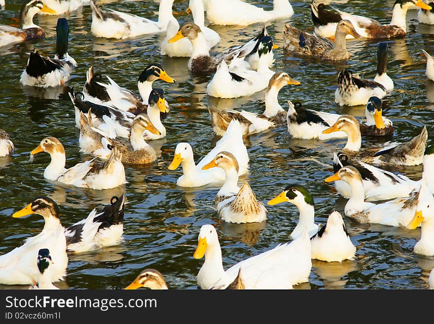 Many ducks are playing in the water.