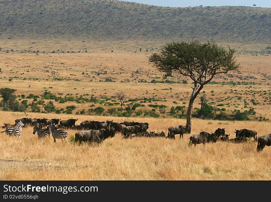 Kenya s Maasai Mara Animal Migration