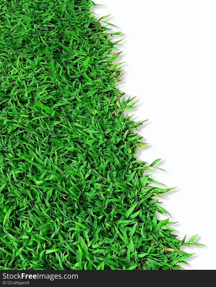 Green grass isolated on white