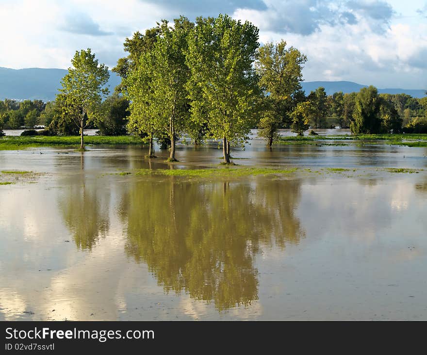 Flooded trees reflecting in water. Flooded trees reflecting in water