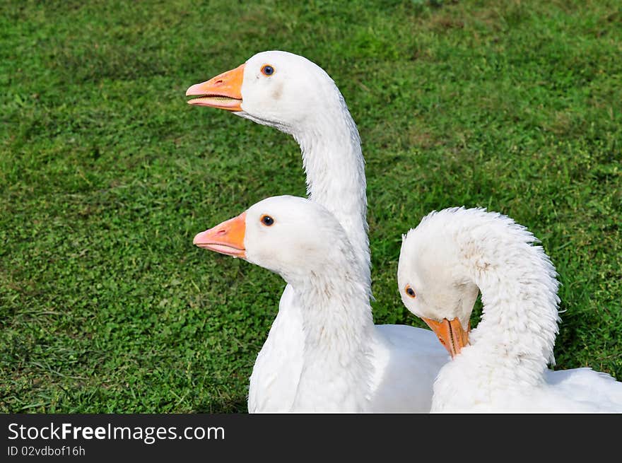 Geese on the farm. Allow to get acquainted.