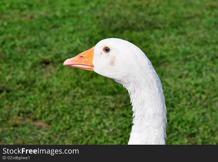 Goose on the farm. Allow to get acquainted.