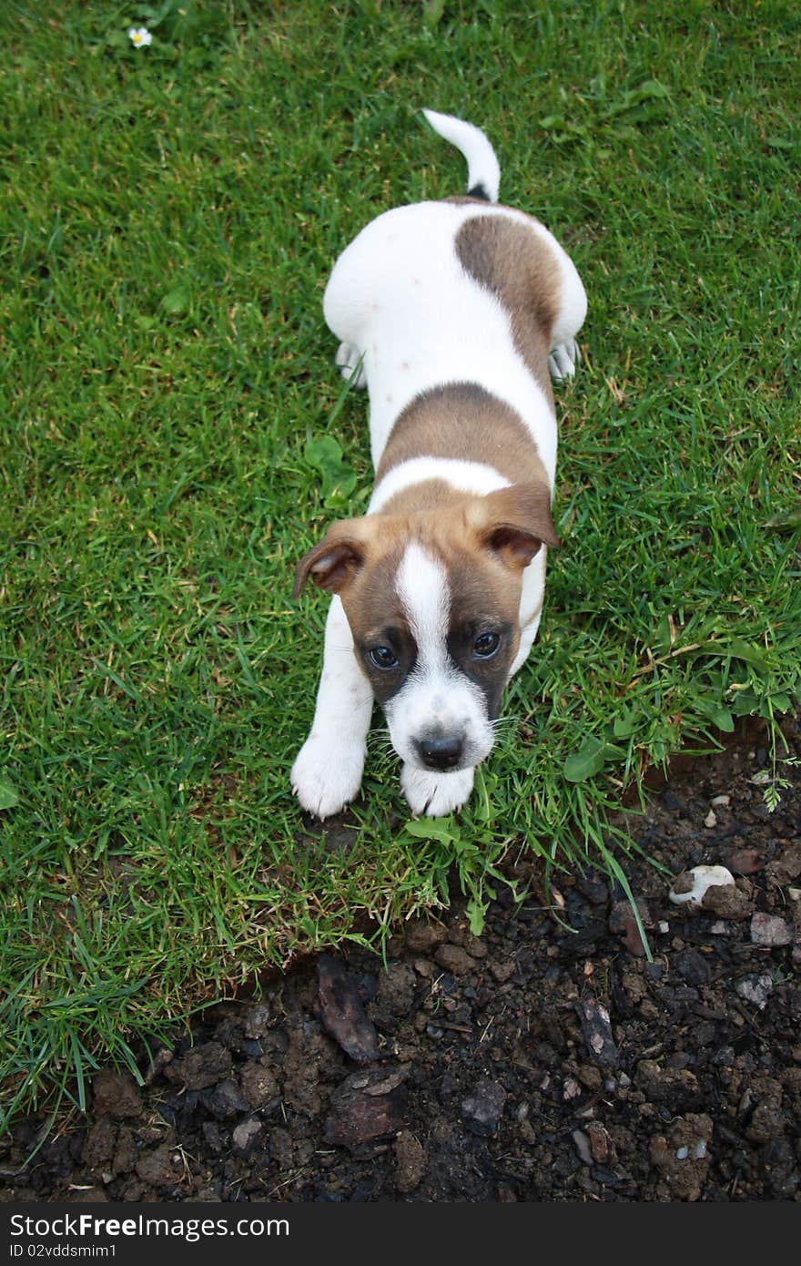 Jack Russell Terrier Puppy in the garden