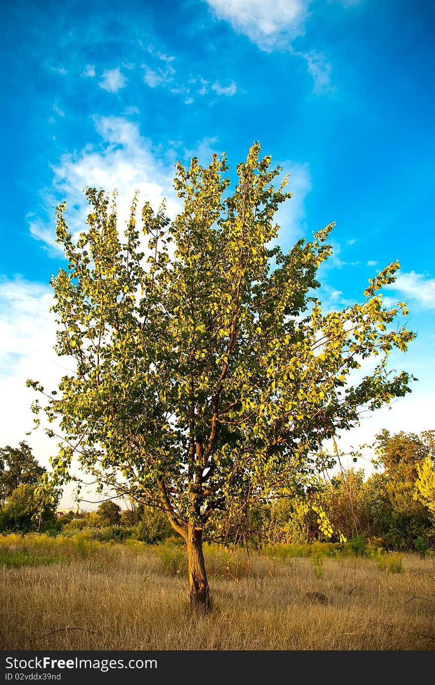 Tree in a field