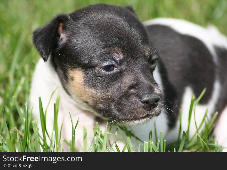 Jack Russell Terrier Puppy in the garden