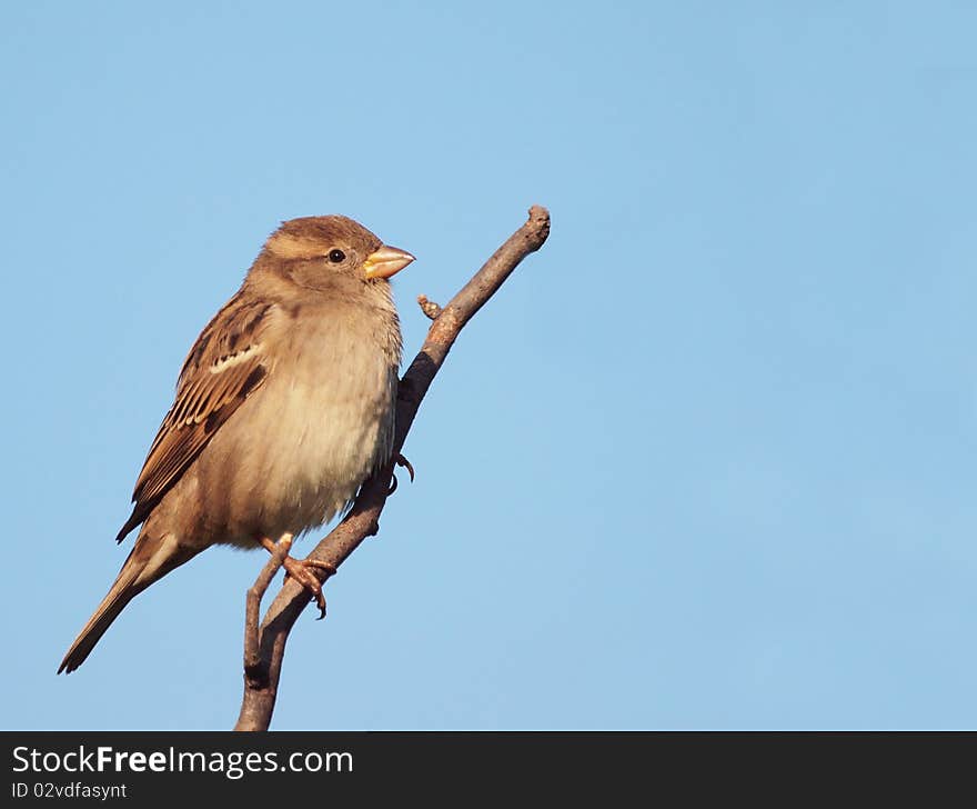 Female House Sparrow