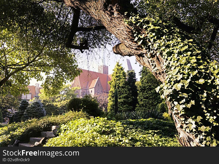 Magnificent Cathedral in Wroclaw /Poland/ framed by old tree. Magnificent Cathedral in Wroclaw /Poland/ framed by old tree