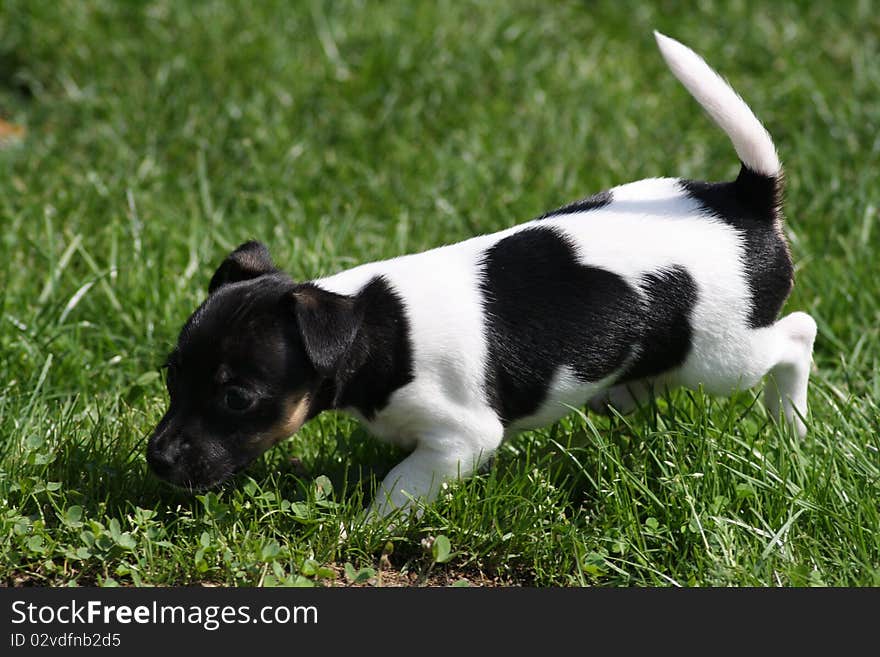 Jack Russell Terrier Puppy in the garden