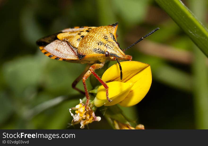 Close view of a orange common shield bug crawling up a flower. Close view of a orange common shield bug crawling up a flower.