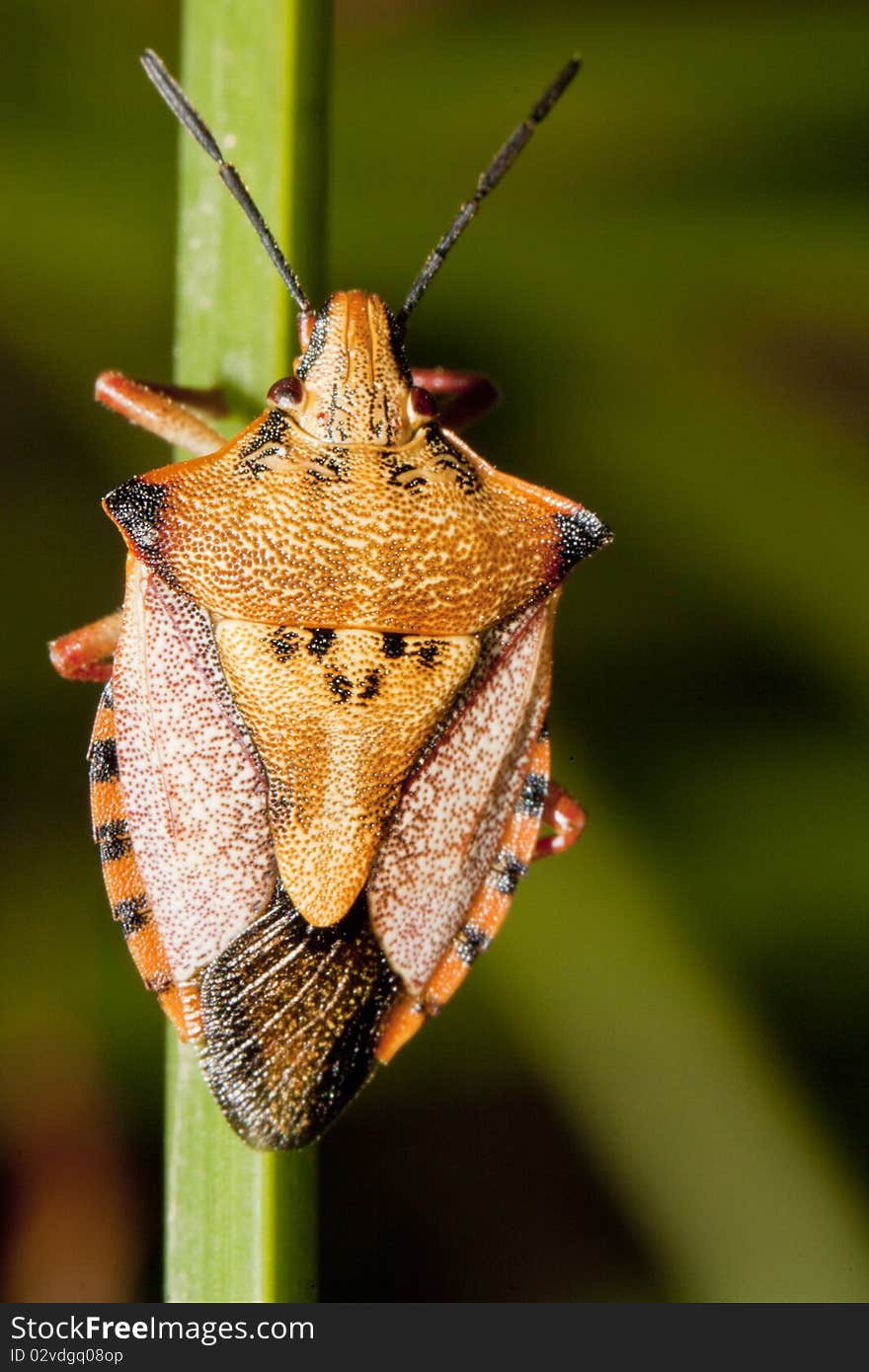 Close view of a orange common shield bug crawling up a grass leaf. Close view of a orange common shield bug crawling up a grass leaf.