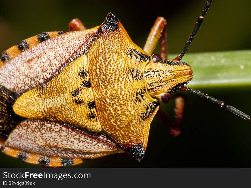 Close view of a orange common shield bug crawling up a grass leaf. Close view of a orange common shield bug crawling up a grass leaf.