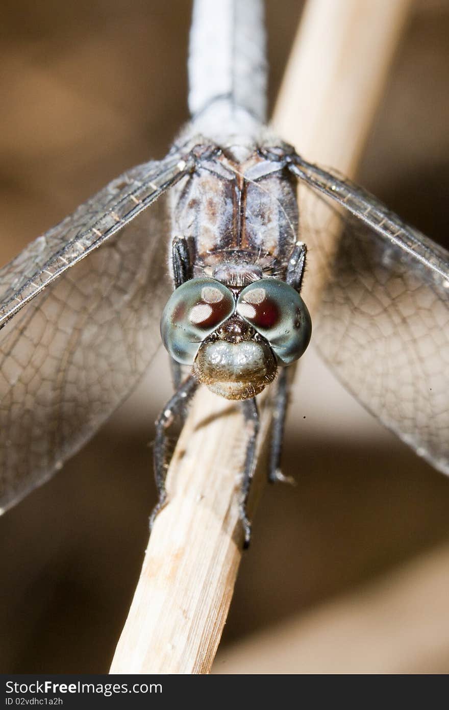 Close up view of a keeled skimmer dragonfly sitting on a branch.