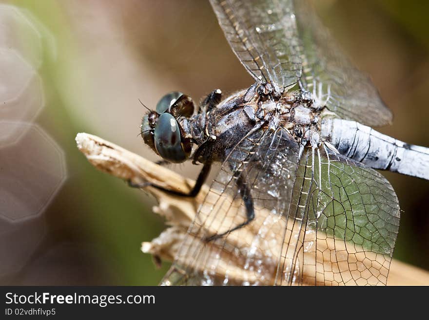 Keeled skimmer dragonfly