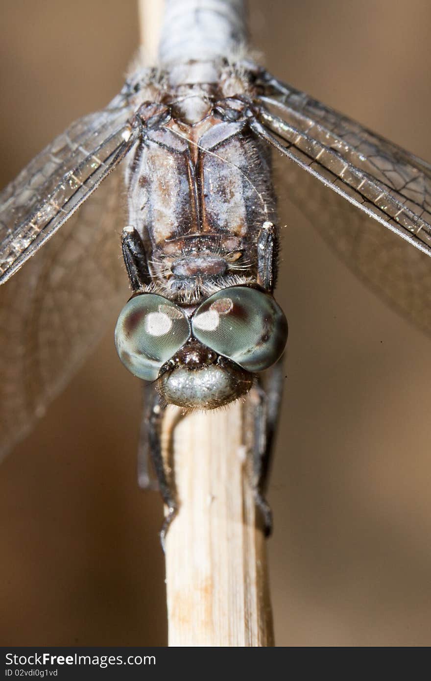 Close up view of a keeled skimmer dragonfly sitting on a branch.