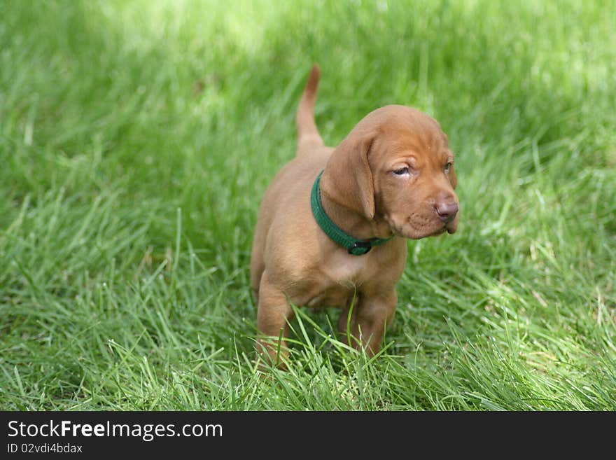 Magyar Vizsla Puppy