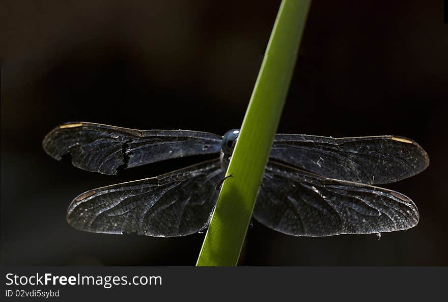 Keeled skimmer dragonfly